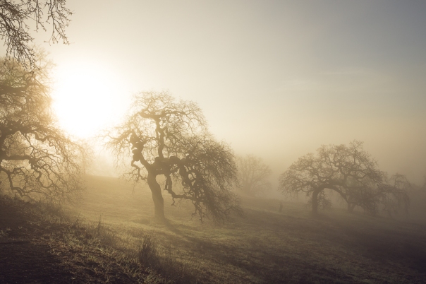 Misty Fog | Neely Wang Nature Photography