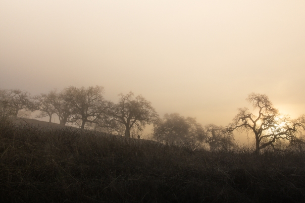 Misty Fog | Neely Wang Nature Photography
